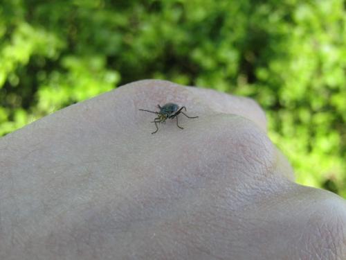 Malachius bipustulatus