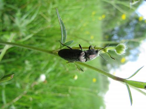 Selatosomus latus