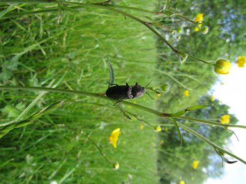 Selatosomus latus