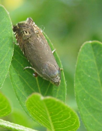 Réf. 231 233 : Grapholita nebritana
