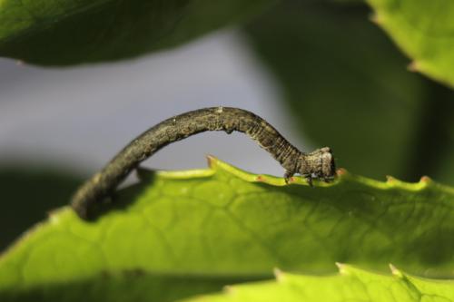 Réf. 231 902 : Peribatodes rhomboidaria