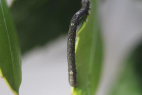 Peribatodes rhomboidaria