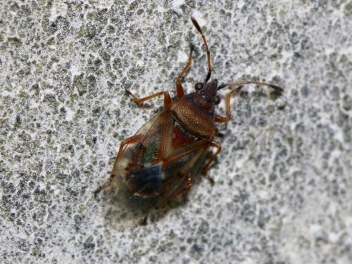Réf. 231 998 : Kleidocerys ericae