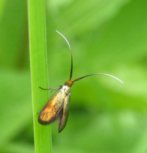 Nemophora cupriacella