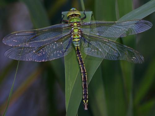Anax imperator