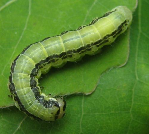 Boudinotiana notha