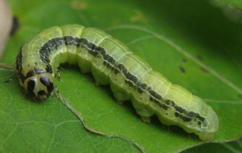 Boudinotiana notha