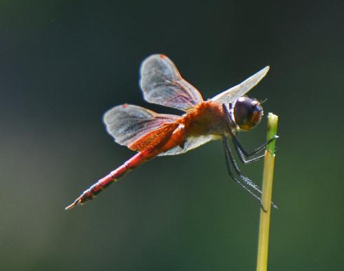 Réf. 231 199 : Tramea limbata