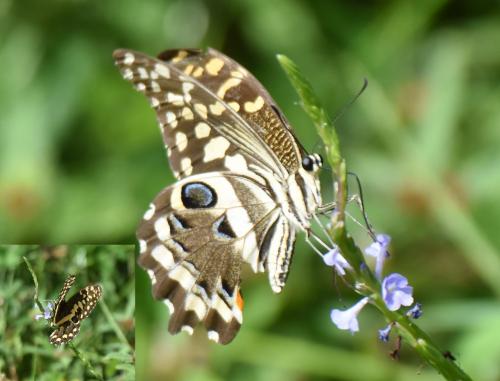 Réf. 231 442 : Papilio demodocus