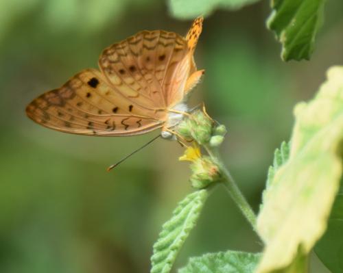 Phalanta phalantha