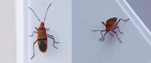 Dysdercus fasciatus