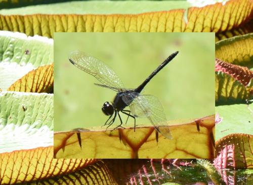 Réf. 231 318 : Diplacodes lefebvrii