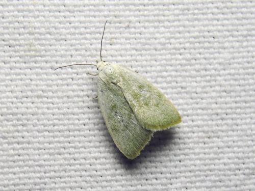 Earias vernana