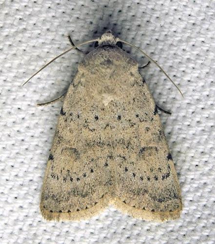 Réf. 231 962 : Hoplodrina respersa