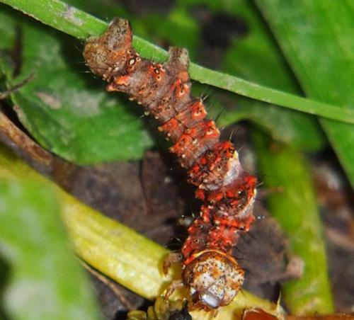 Phigalia pilosaria
