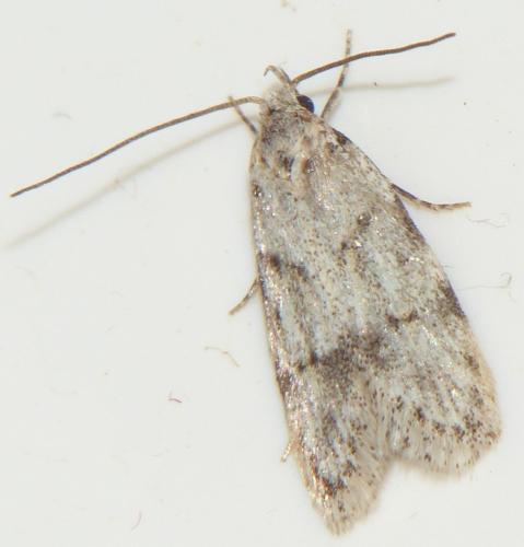 Réf. 231 826 : Symmoca signatella