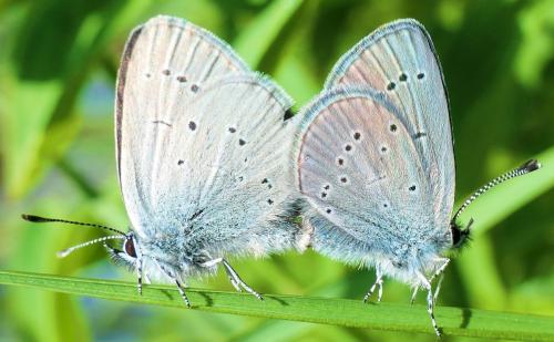 Cupido minimus