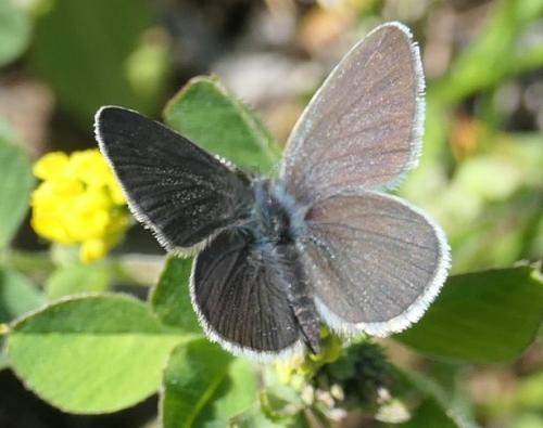Cupido minimus