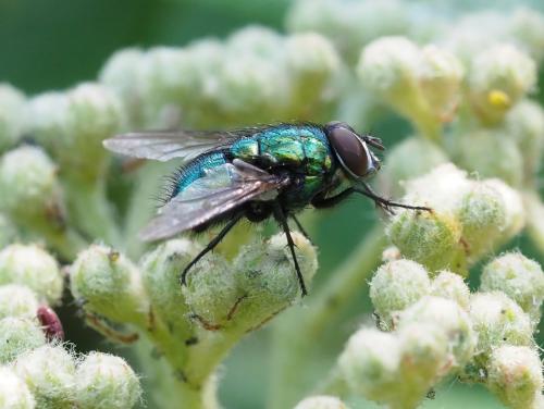 Lucilia sericata