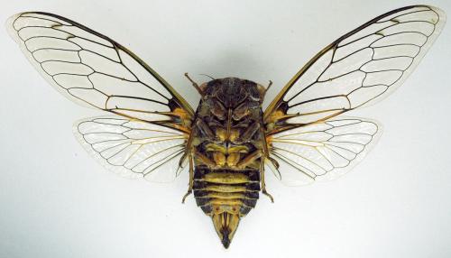 Lyristes plebejus