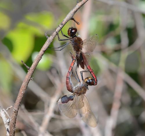 Réf. 231 857 : Tramea limbata