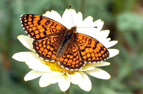 Réf. 231 235 : Melitaea deione