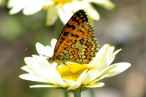 Melitaea deione