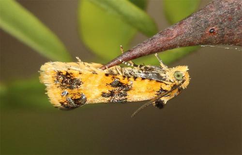 Réf. 231 513 : Commophila aeneana