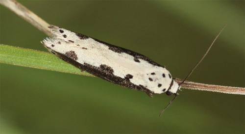 Réf. 231 728 : Ethmia bipunctella