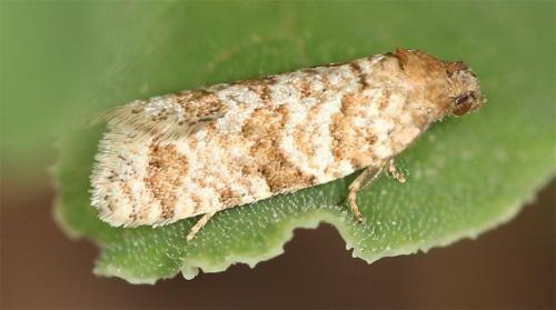 Isotrias sp.