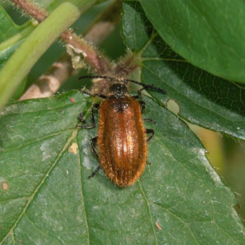 Réf. 231 756 : Lagria sp.
