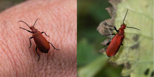 Pyrochroa serraticornis