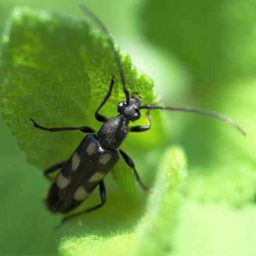 Réf. 231 973 : Anoplodera sexguttata