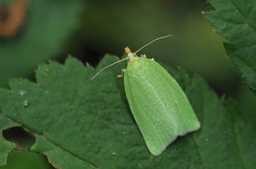 Réf. 231 675 : Tortrix viridana
