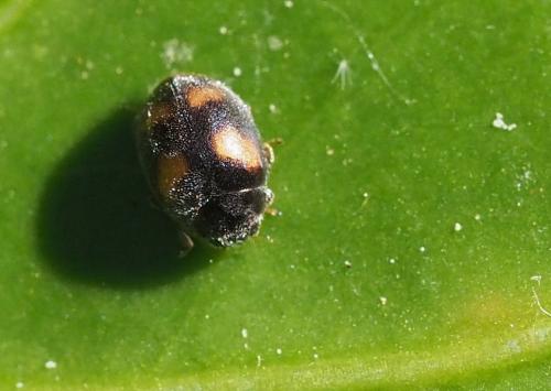 Nephus quadrimaculatus