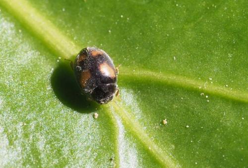 Nephus quadrimaculatus