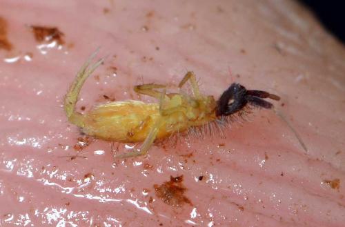 Orchesella pulchra