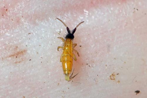 Orchesella pulchra