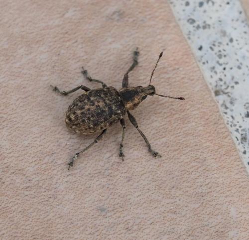 Liophloeus tessulatus