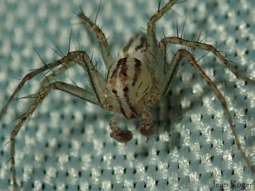 Oxyopes sp.