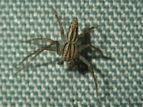 Oxyopes sp.