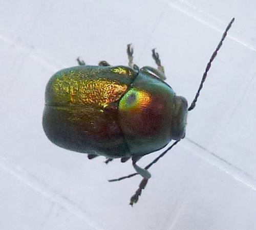 Cryptocephalus sp.