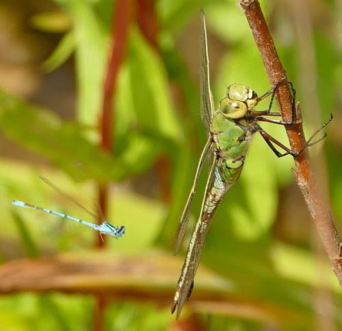 Anax imperator