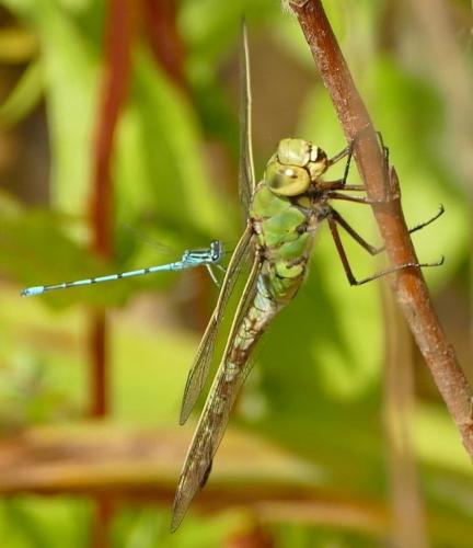 Anax imperator