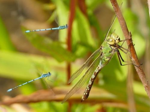 Réf. 231 172 : Anax imperator