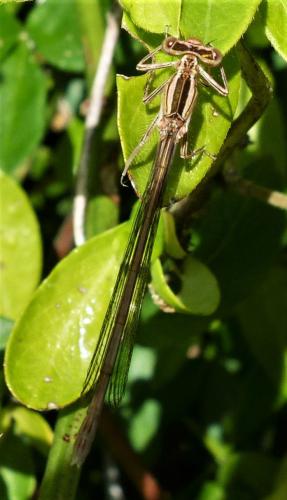 Réf. 231 043 : Platycnemis acutipennis