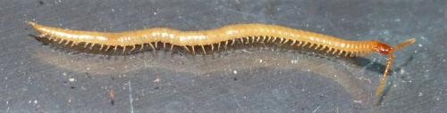 Réf. 231 297 : Geophilus flavus
