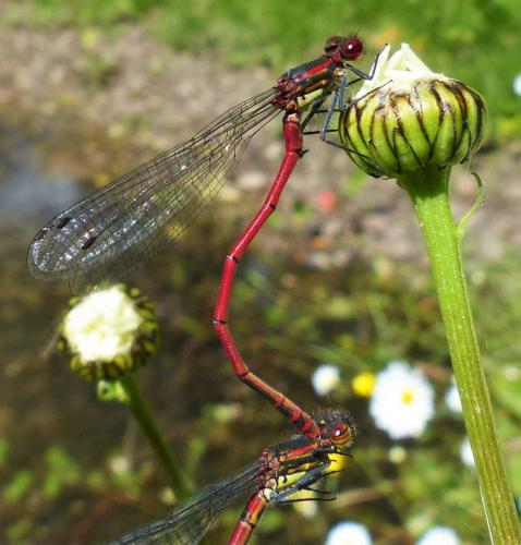 Pyrrhosoma nymphula