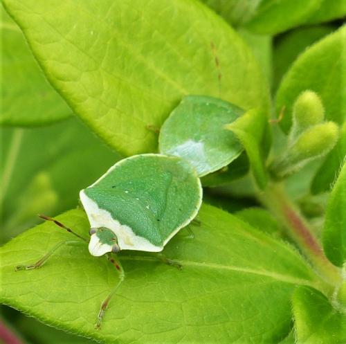 Nezara viridula