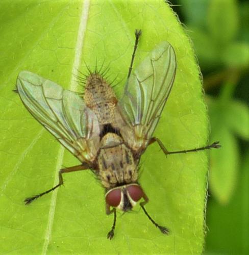 Réf. 231 089 : Dexia rustica